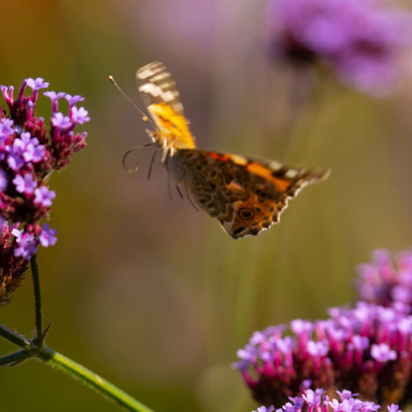 Flygende sommerfugl