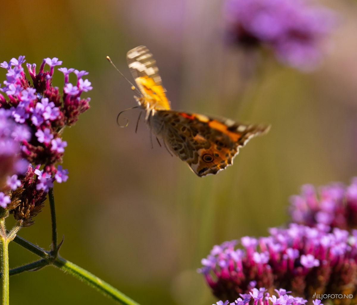 Flygende sommerfugl