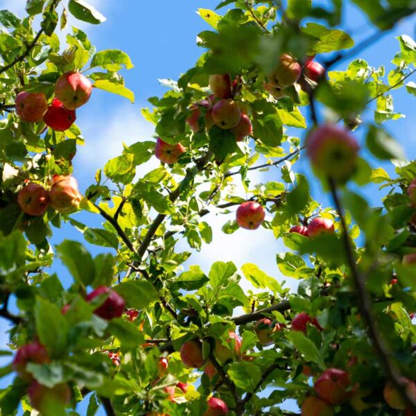 Epler mot blå himmel