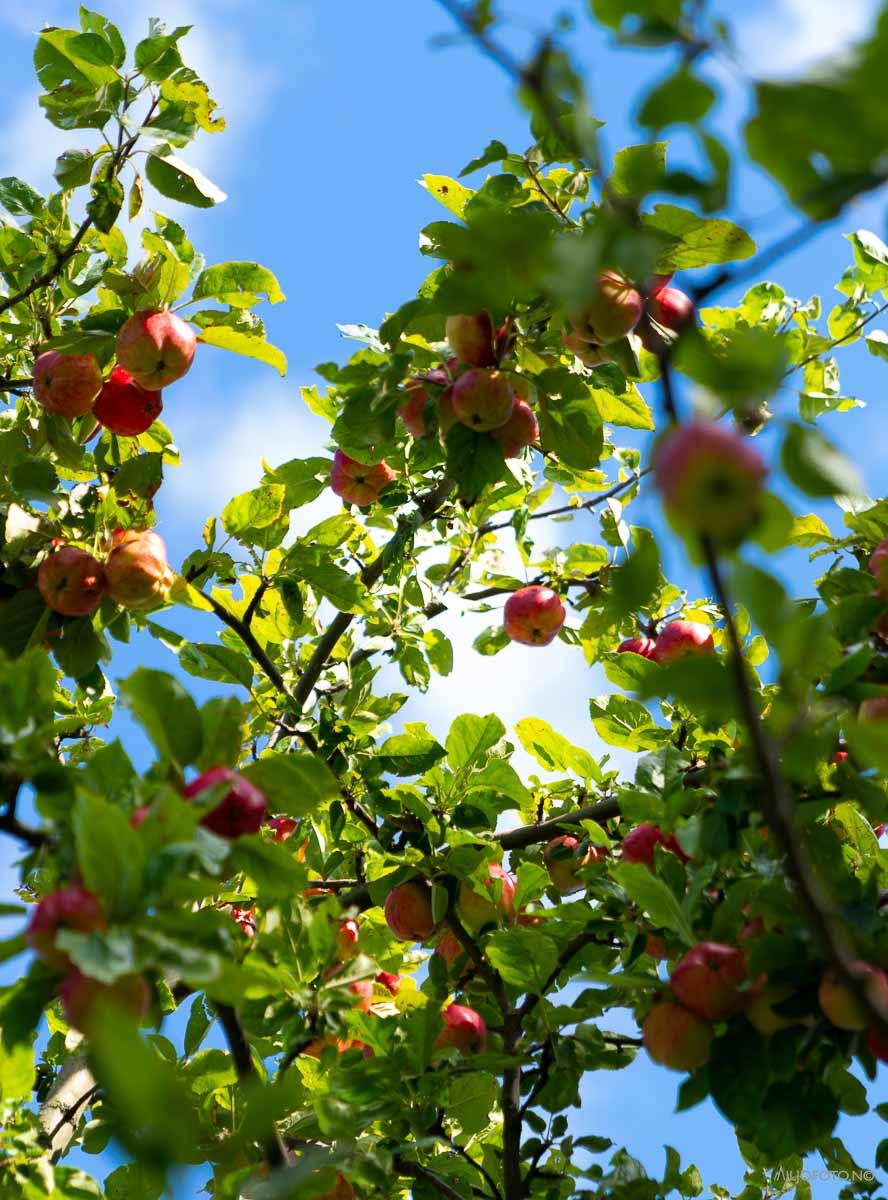 Epler mot blå himmel