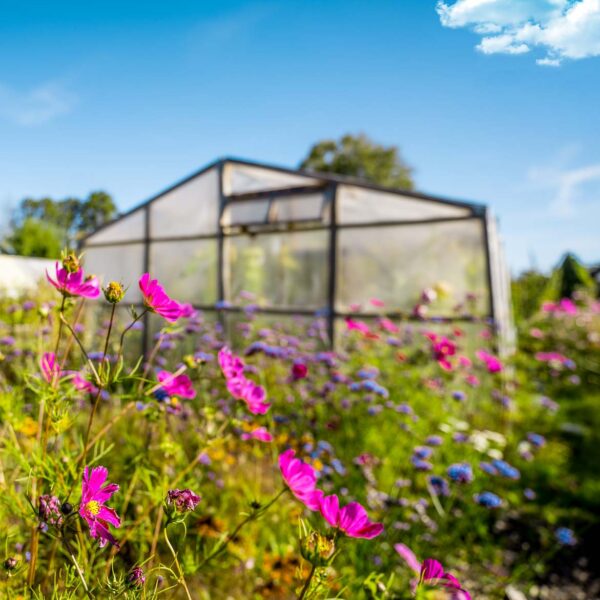 Sommer i hagen