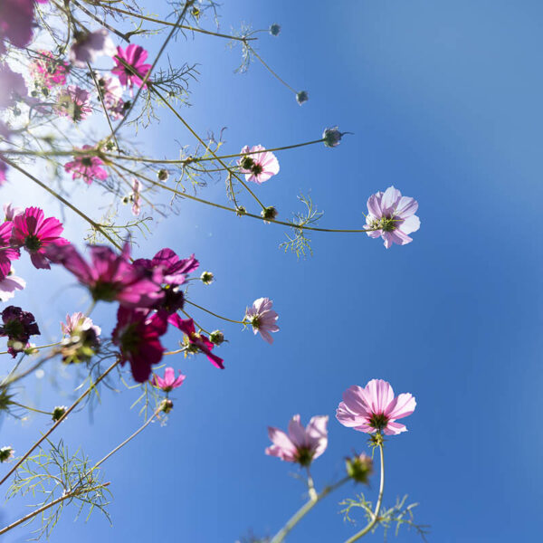 Blomster mot blå himmel