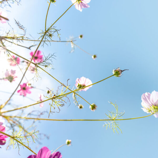 Blomster mot himmel