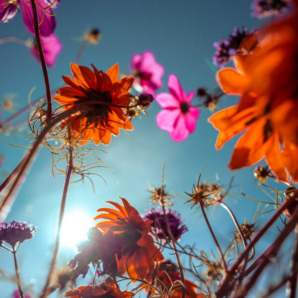 Høstfarger i blomsterengen