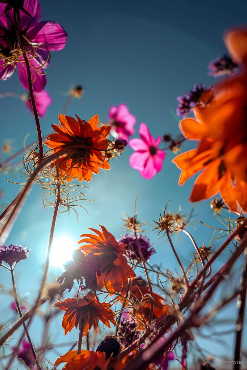 Høstfarger i blomsterengen