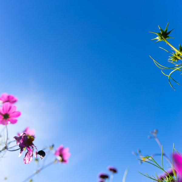 Rosa blomster på et teppe av blått