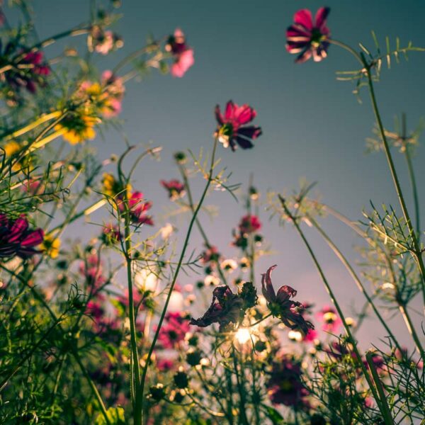 Blomster mot mørk himmel