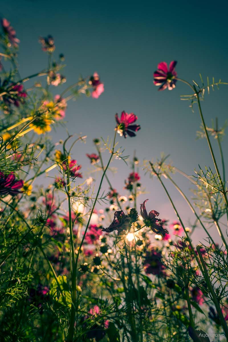 Blomster mot mørk himmel