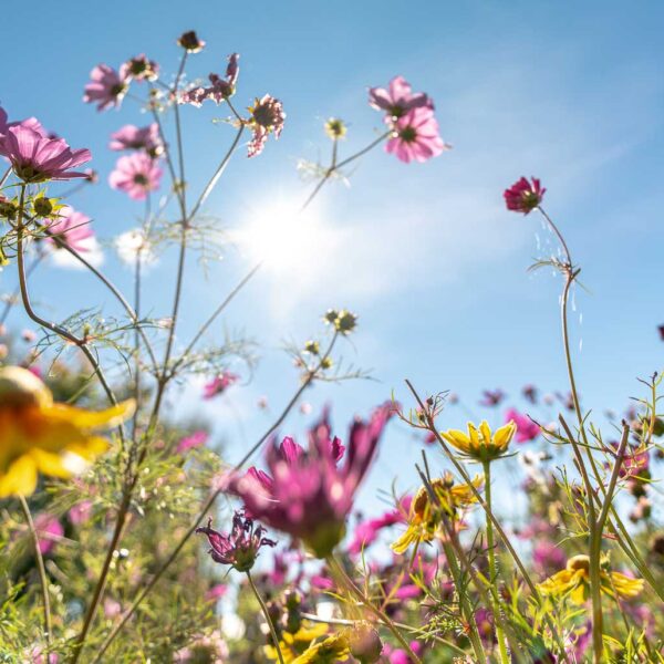 Sommer og sol