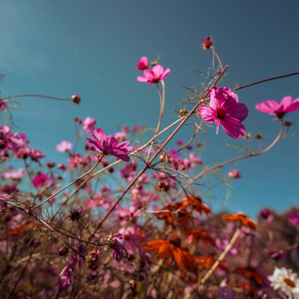 Blomstring sensommer