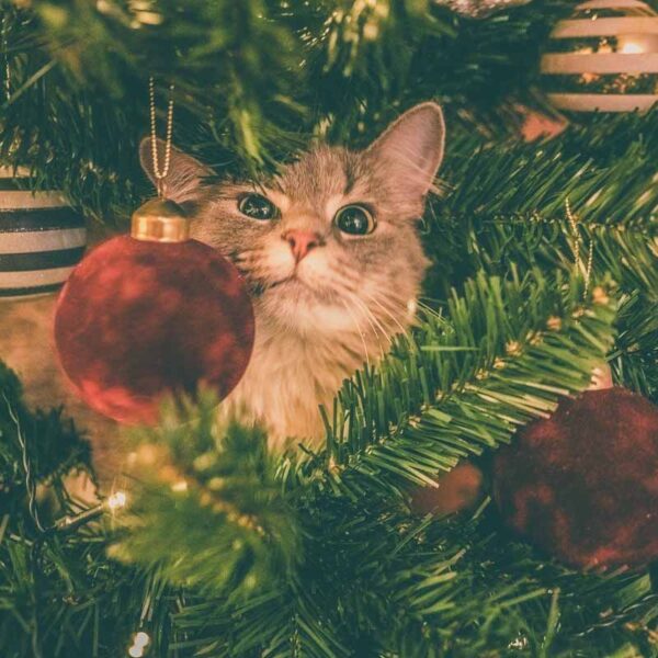 God jul katt