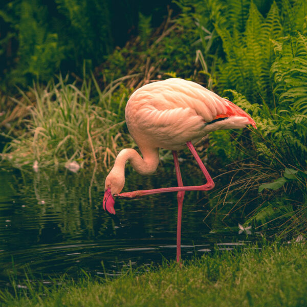 flamingo