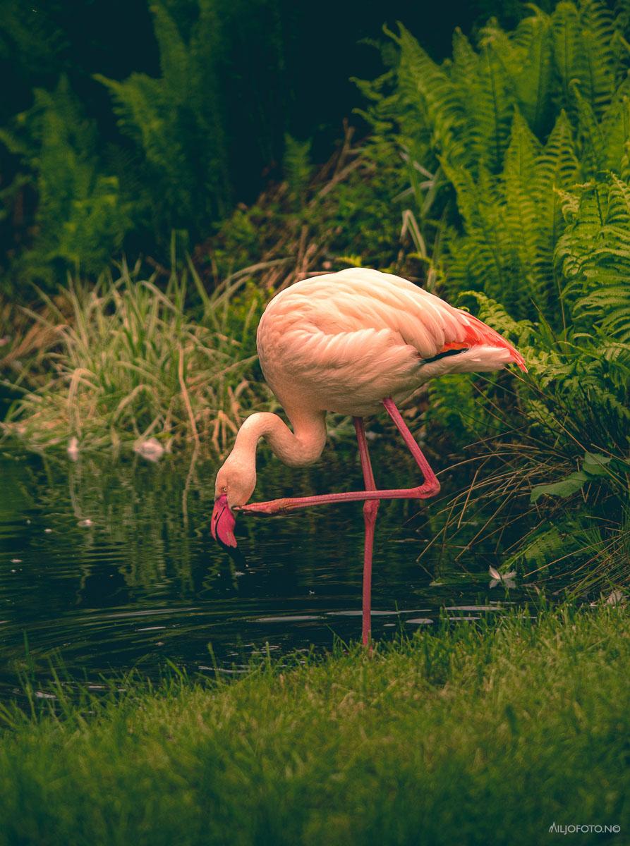 flamingo