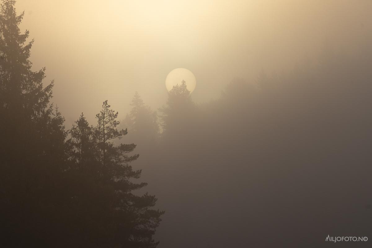 Måne i tåke skog