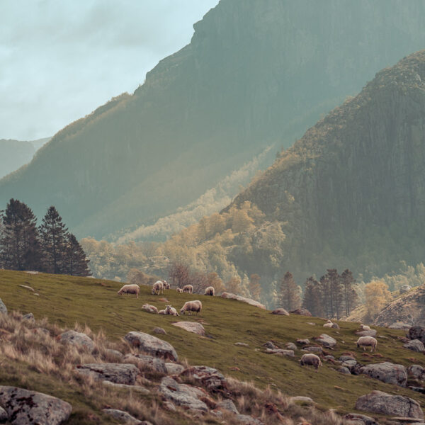 Jæren natur