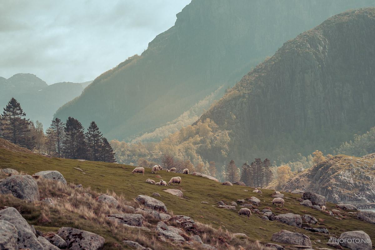 Jæren natur