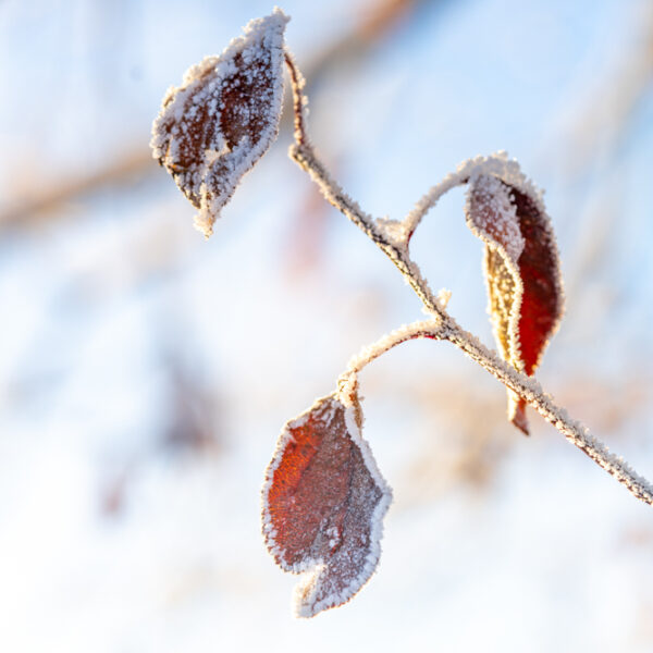 Fra høst til vinter