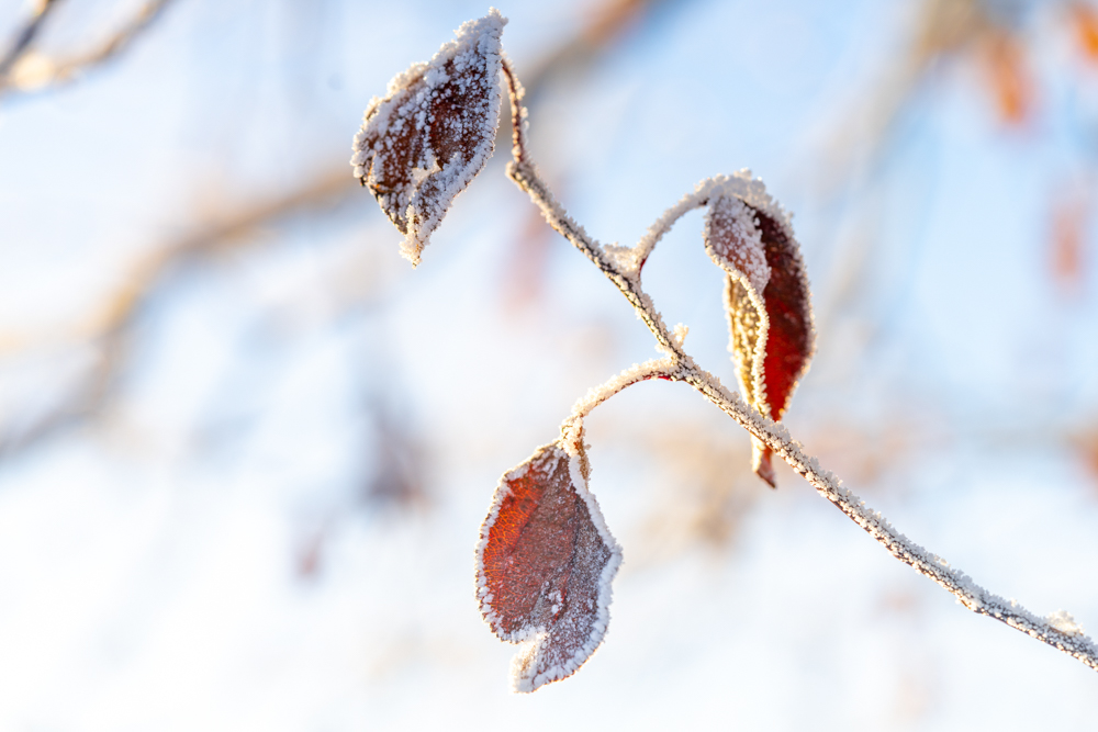 Fra høst til vinter