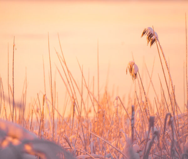 Vinter ved vannet