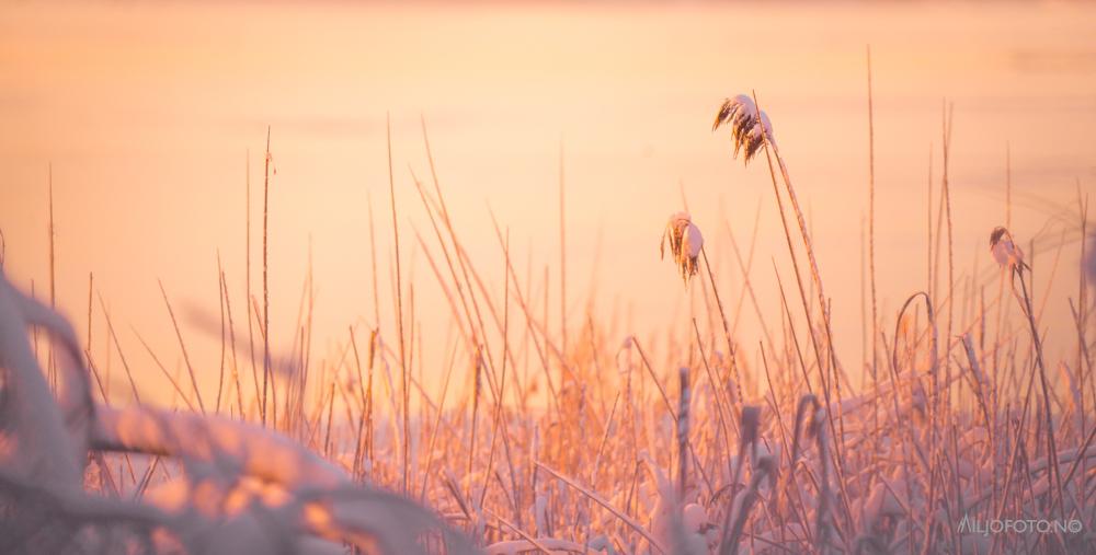 Vinter ved vannet