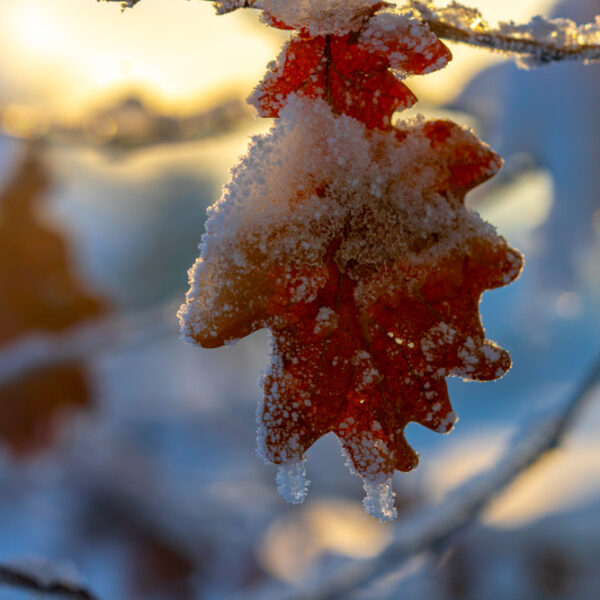 Vinter blad