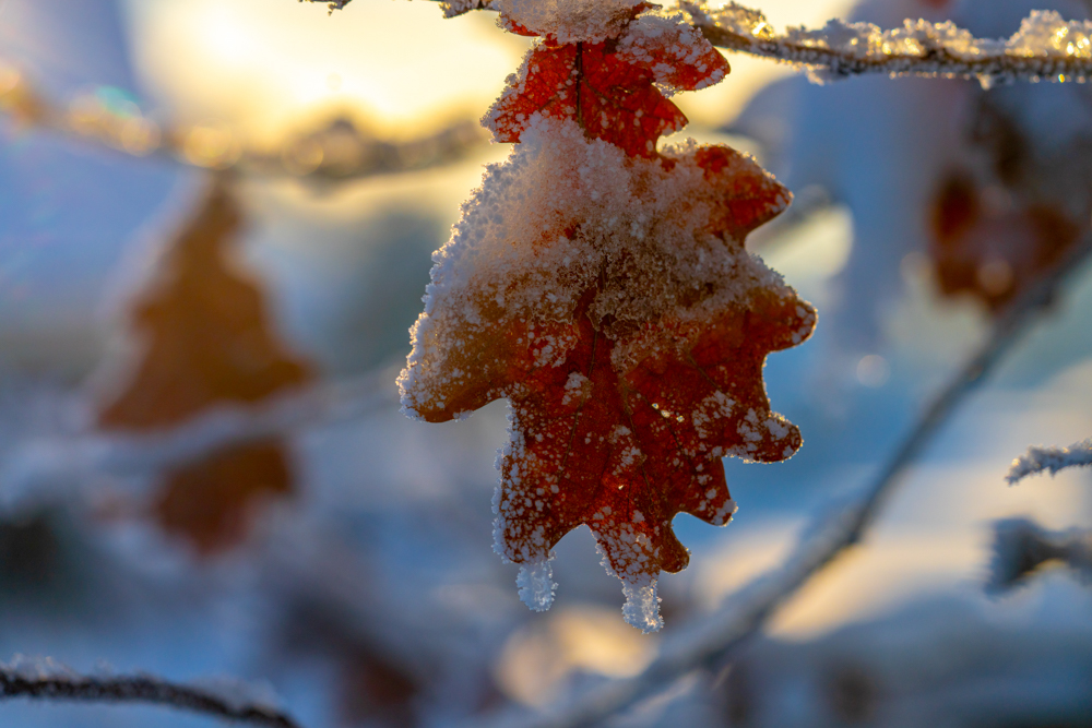 Vinter blad