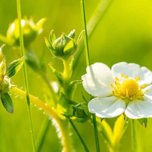 Jordbærblomst