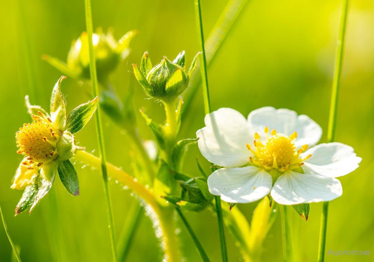 Jordbærblomst