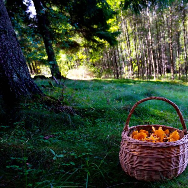 Sopptur i skogen