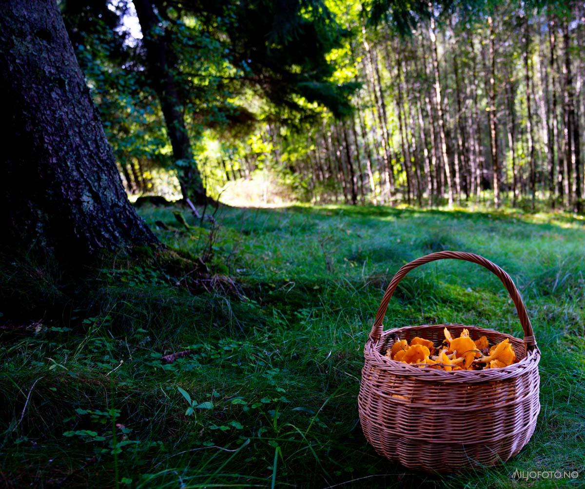 Sopptur i skogen