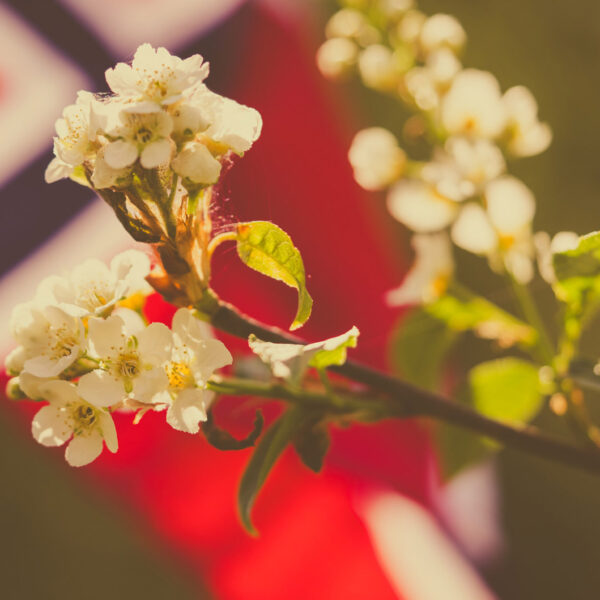 Blomst og norsk flagg