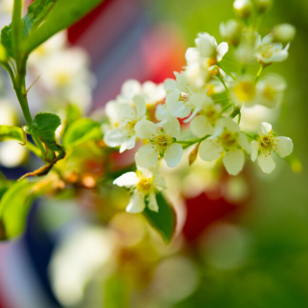 17.mai stemning