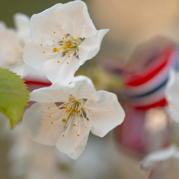 17.mai - Blomster