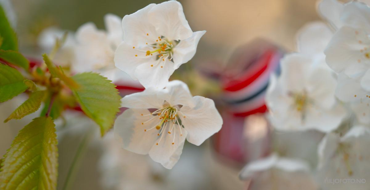 17.mai - Blomster