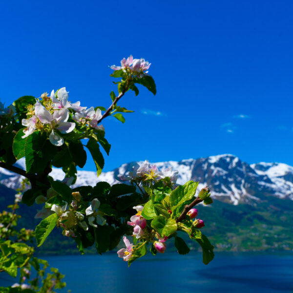 Fruktblomstring i Hardanger