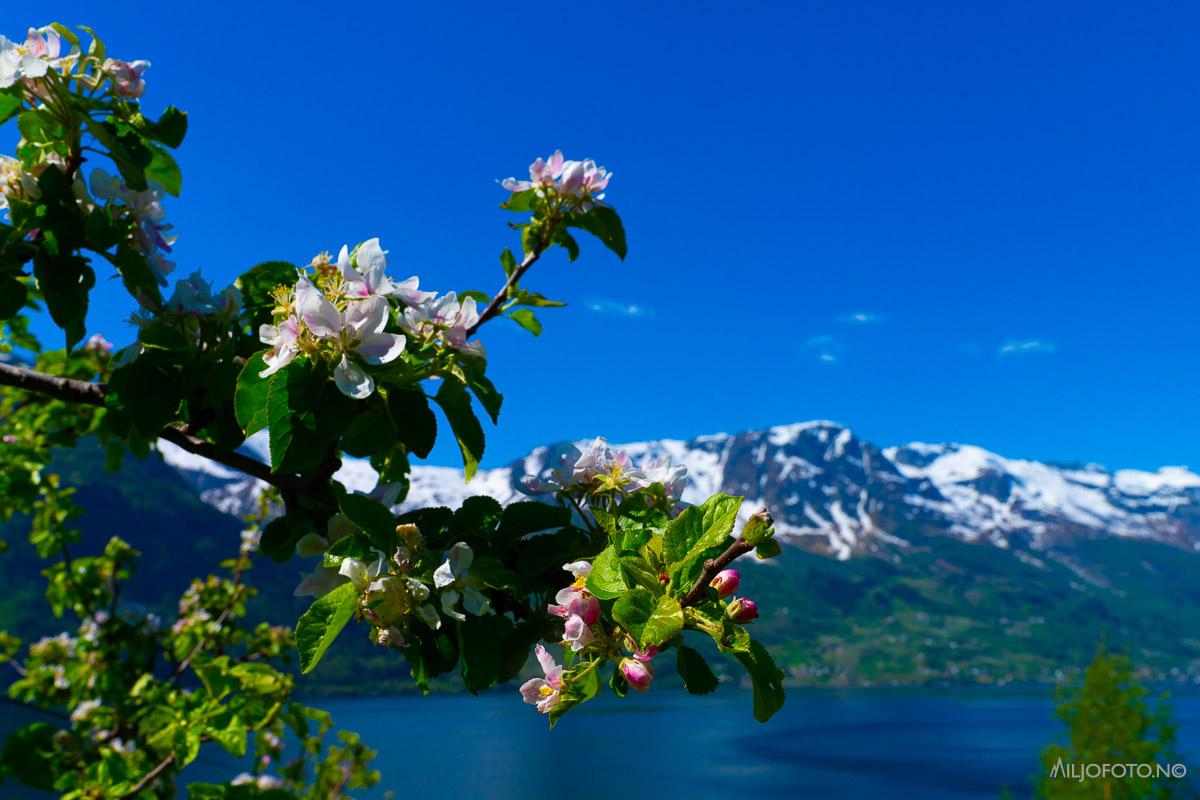 Fruktblomstring i Hardanger