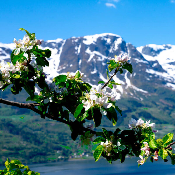 Blomstring i Hardanger