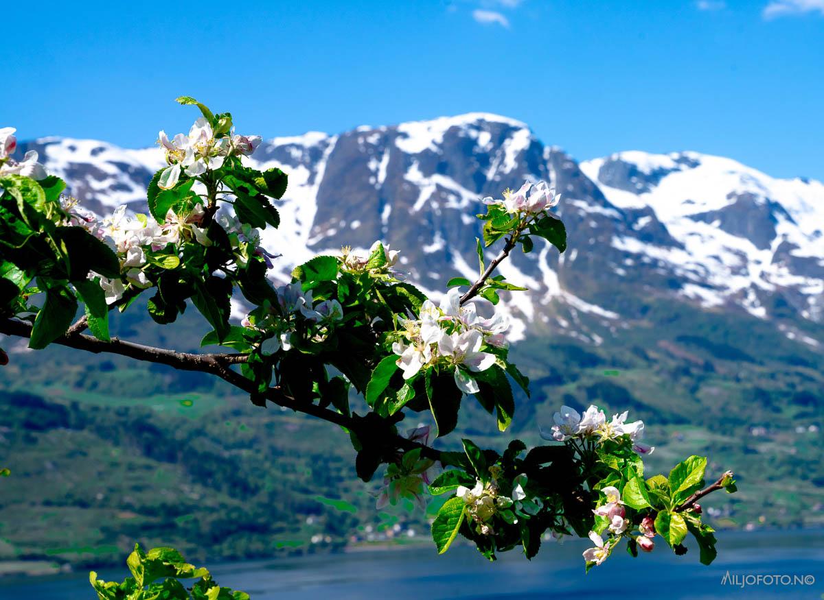 Blomstring i Hardanger