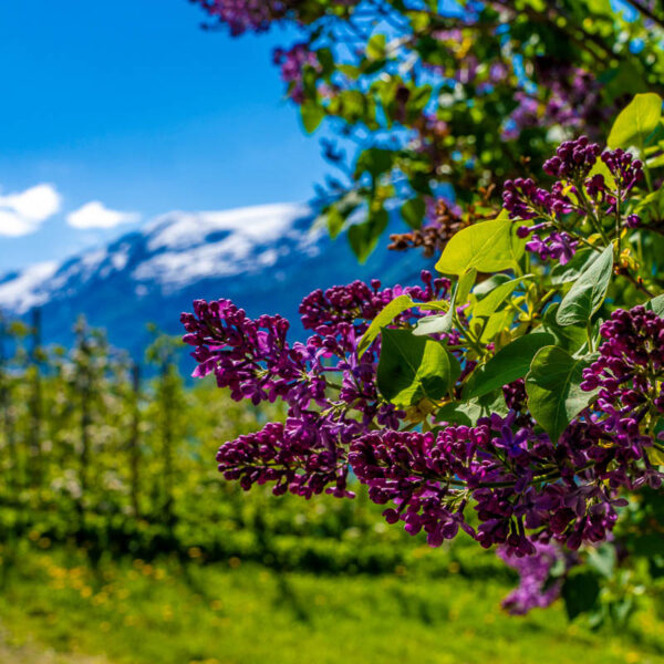 Syrin og snø i fjellet