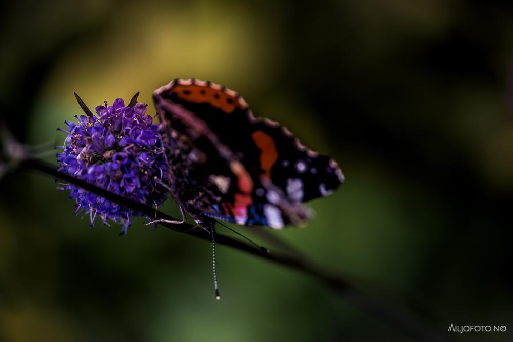 Flikvinger på blomst