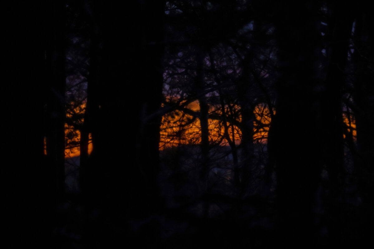 Solnedgang i skog