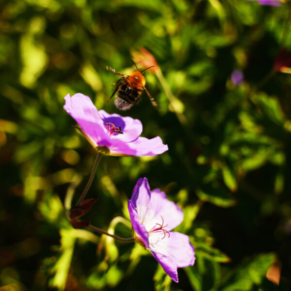 Blomsten og humla