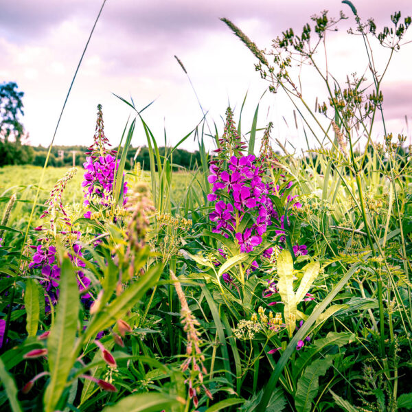 Blomster i grøftekanten