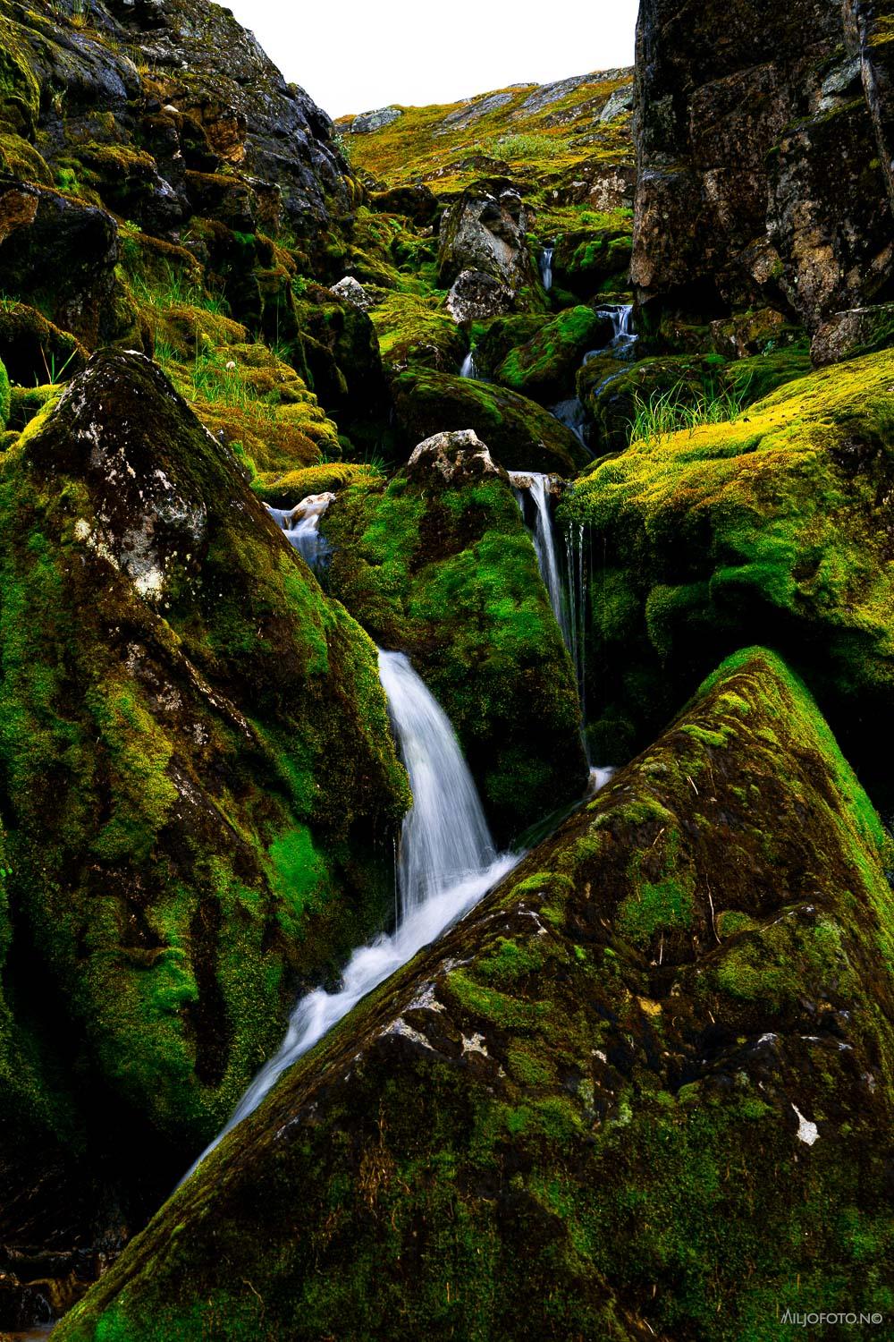 Foss i det grønne - Natur