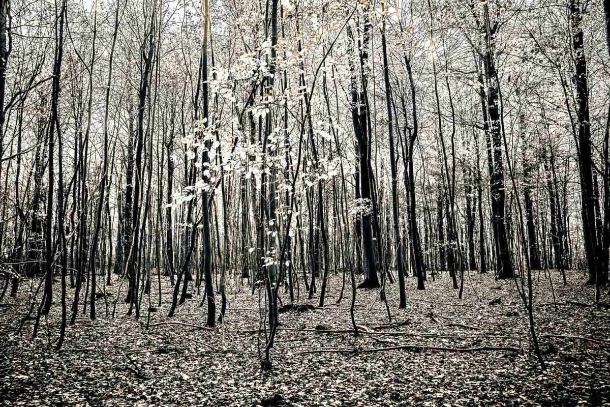 Tynn skog - Natur