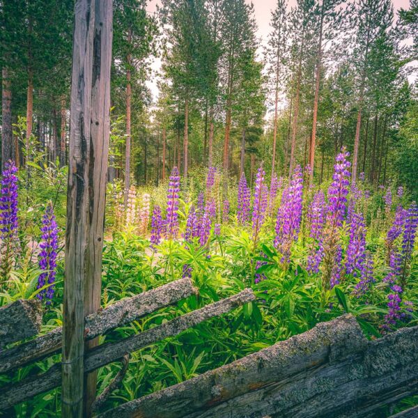 Blomster ved skigard - Natur