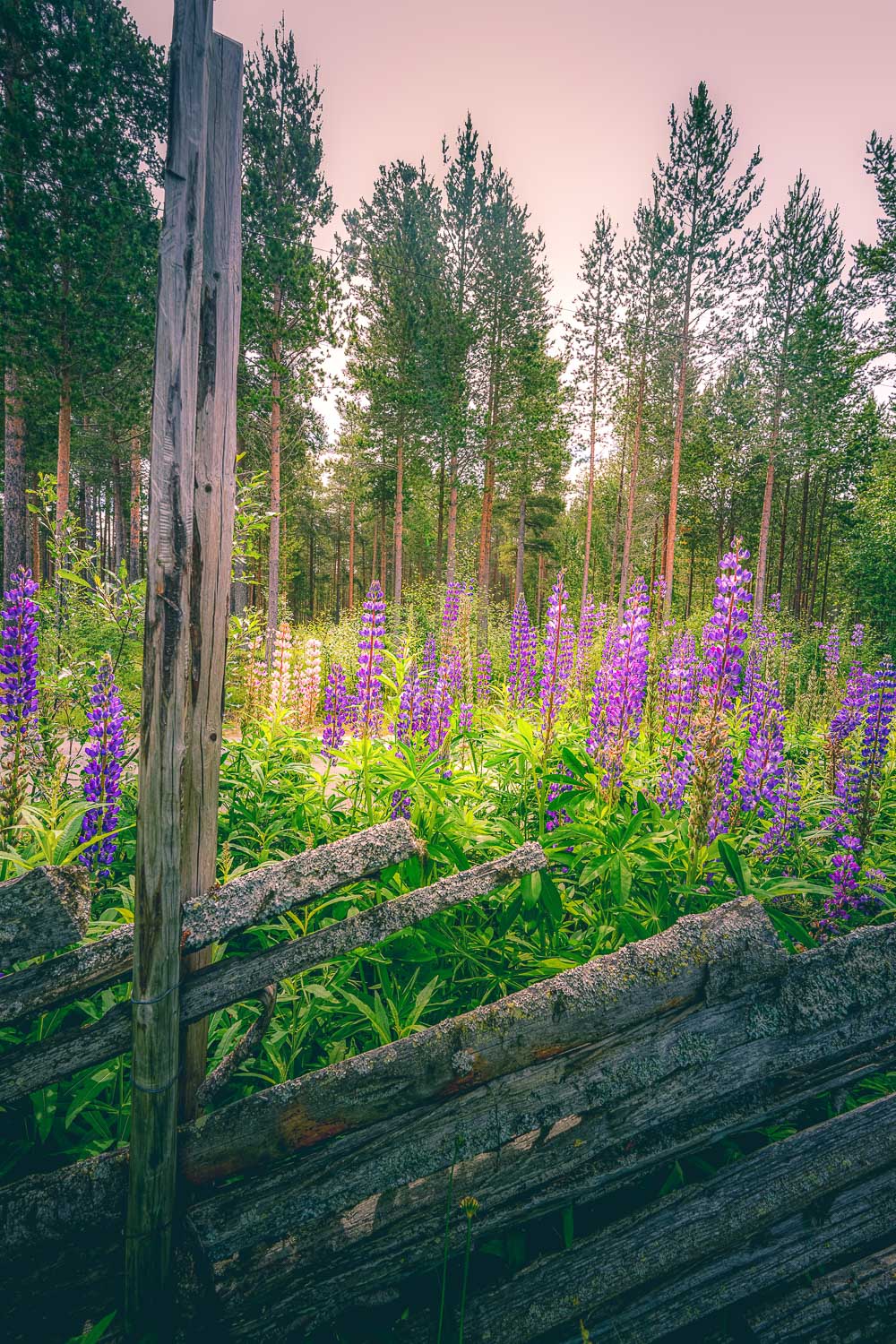 Blomster ved skigard - Natur