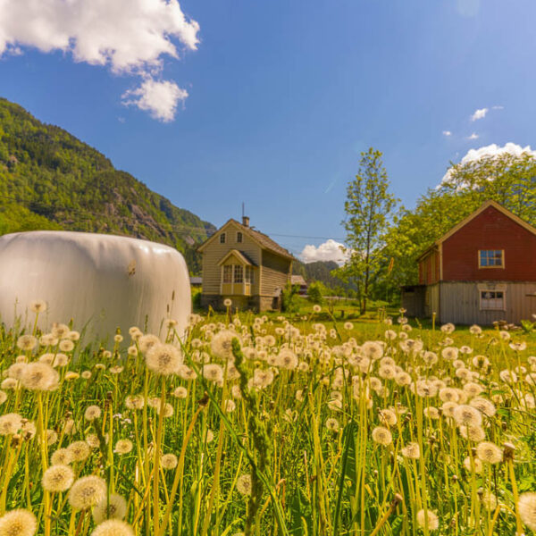 Sommer idyll