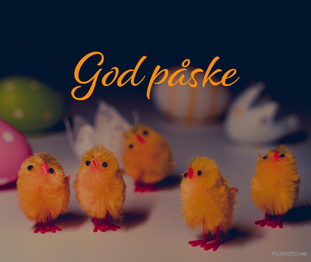 God påske - kyllinger og egg